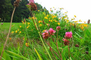 Rosas Bauerngarten 300x200