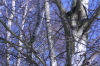 Birken im Winter