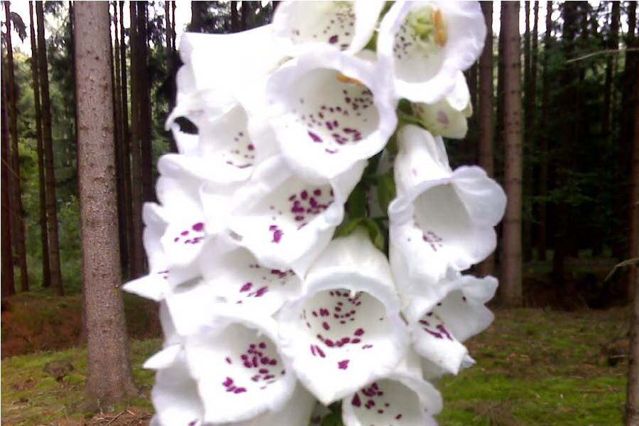 Digitalis purpurea - weier Fingerhut