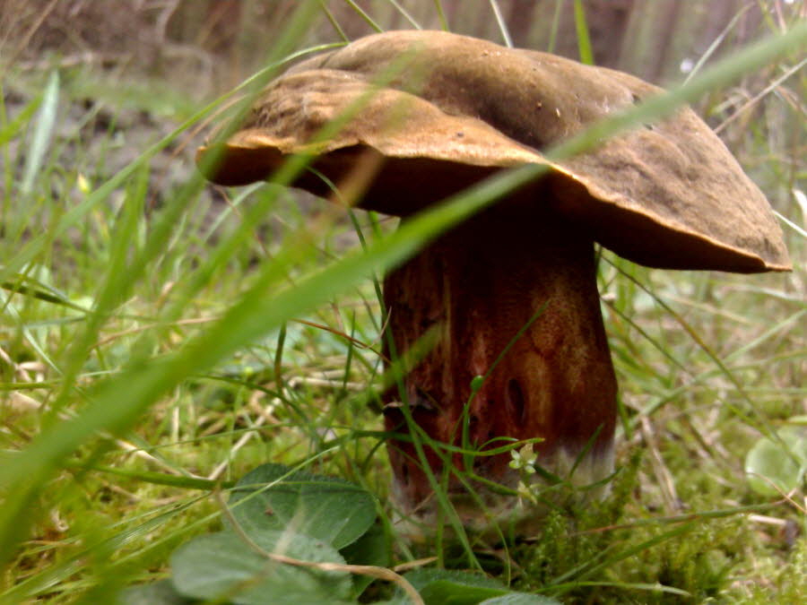 Flockenstieliger Hexenrhrling