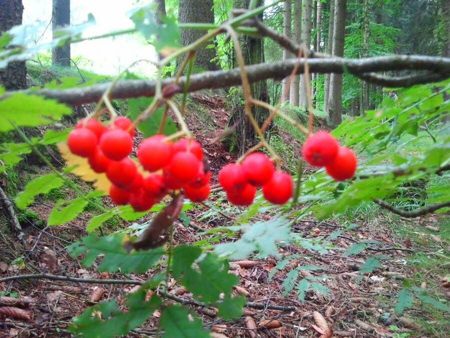 Waldbeeren