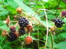 Waldbrombeeren