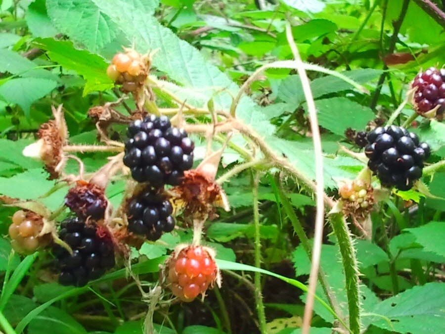 Waldbrombeeren